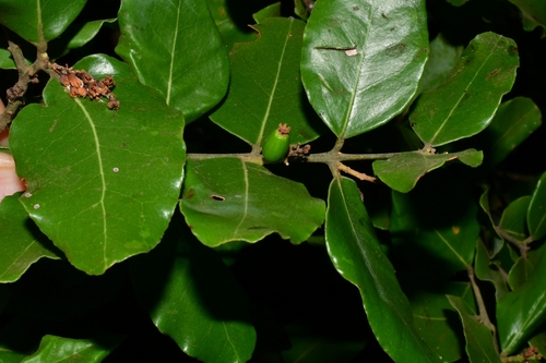 Foto de Peumo
