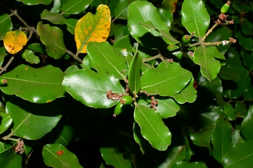 Foto de Peumo