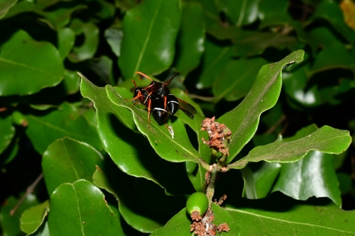 Foto de Peumo