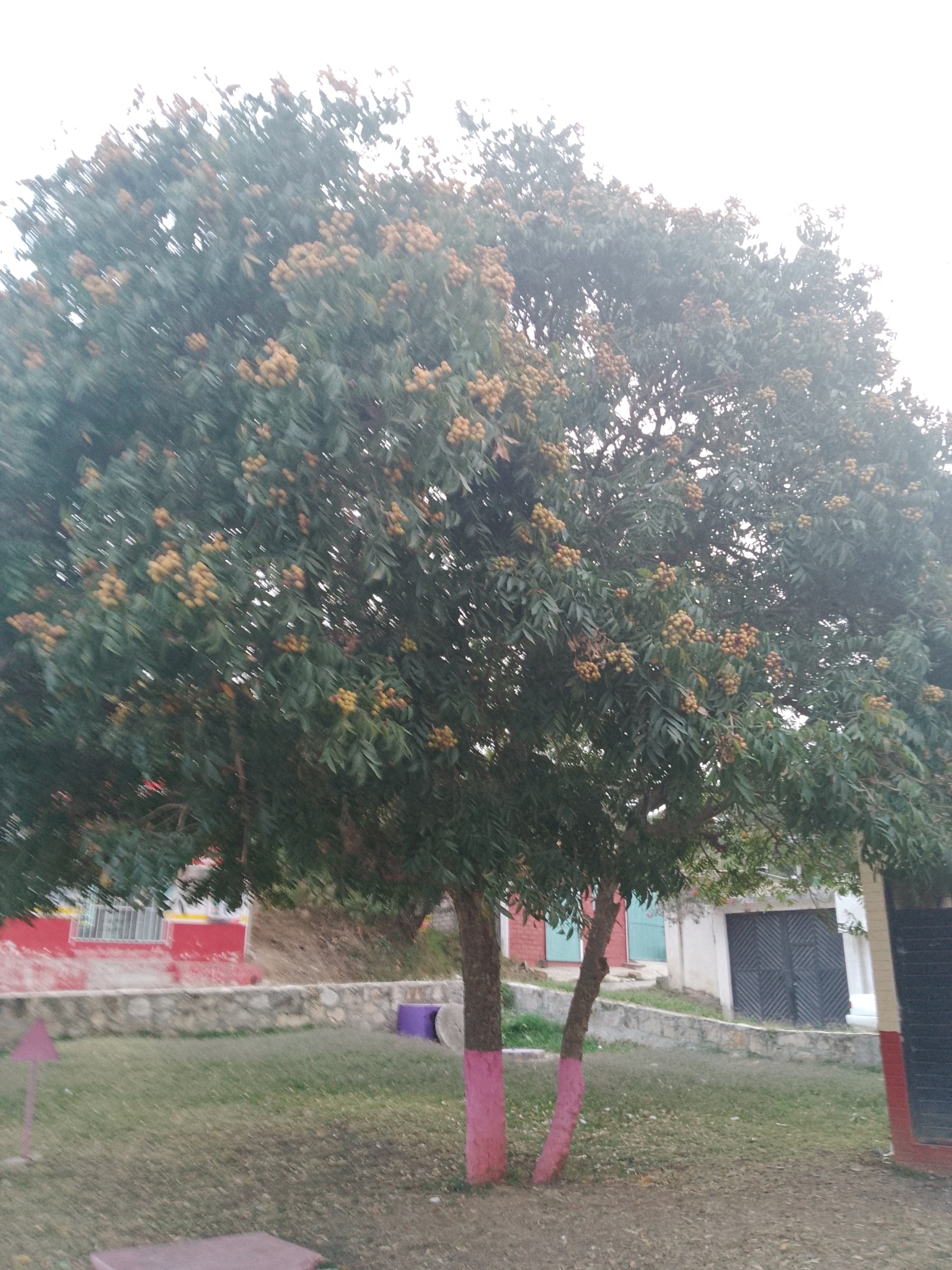Imagem de Fruta-de-sabão