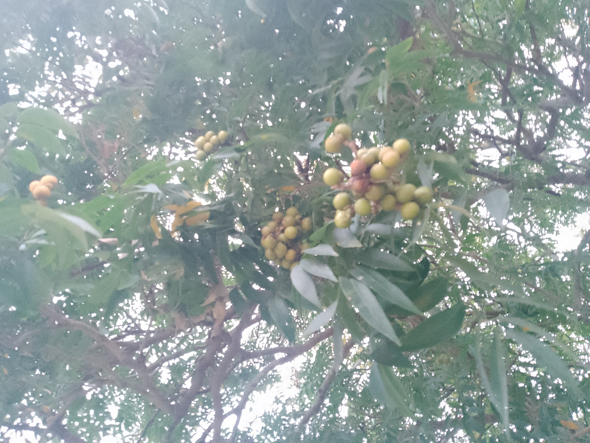 Imagem de Fruta-de-sabão