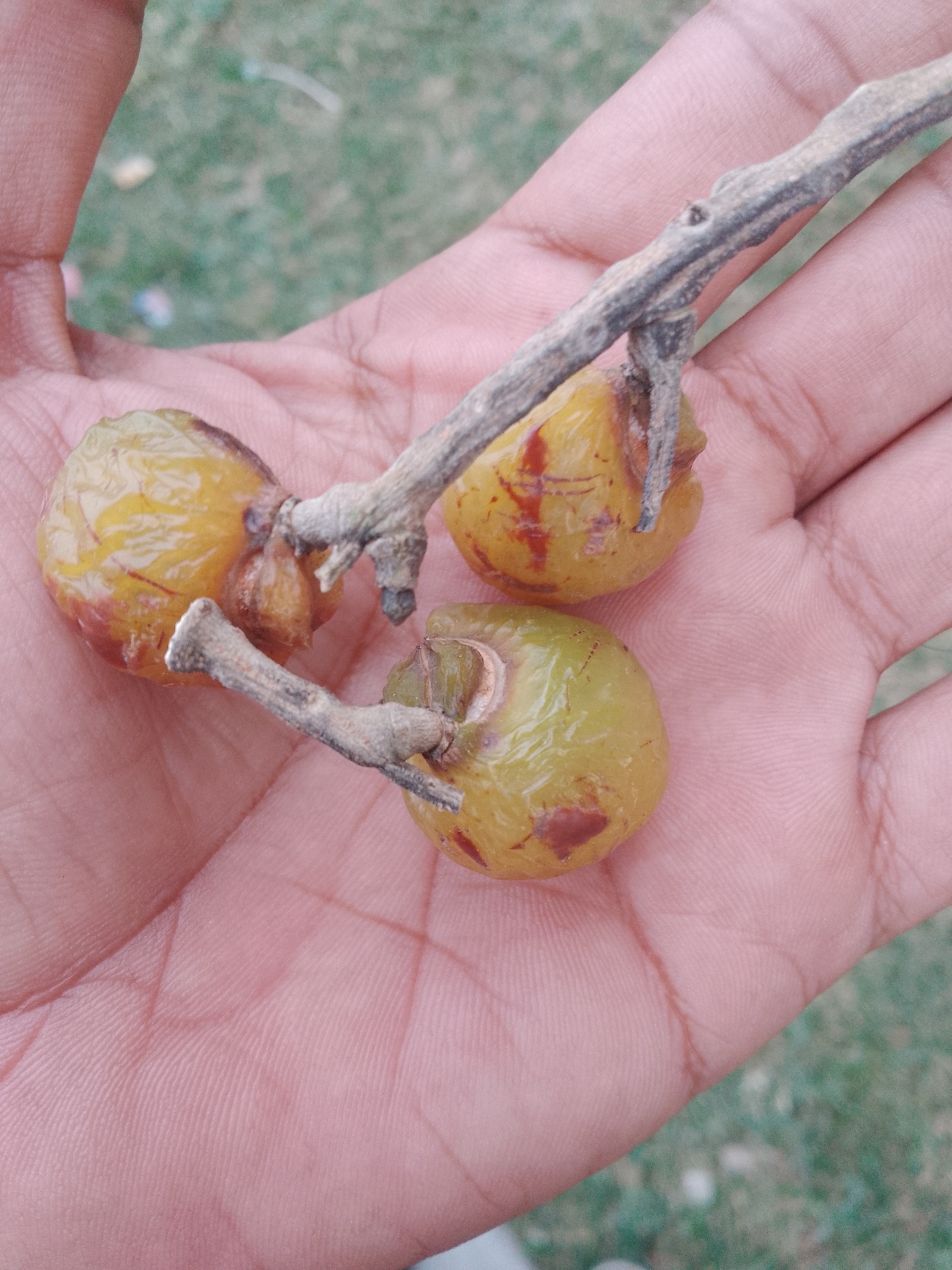 Imagem de Fruta-de-sabão