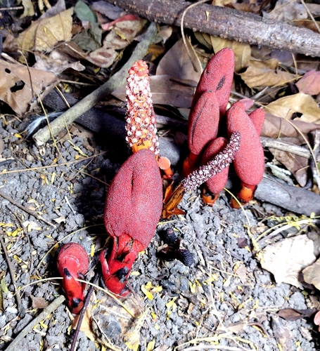 Image of Balanophora laxiflora by no rights reserved