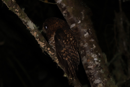 Rufous-banded Owl