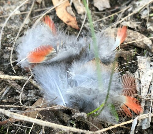 Plume de Perruche de Pennant