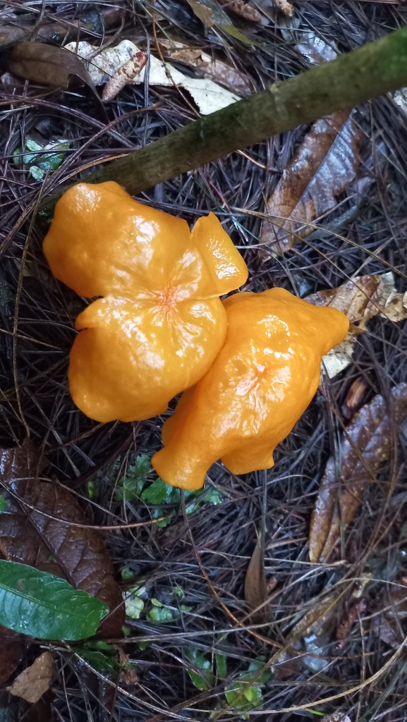 Marasmius hymenogloeus · January 2025 · photo: © apiomerus (iNaturalist, cc0)