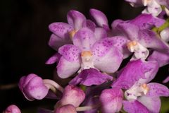 Aerides maculosa