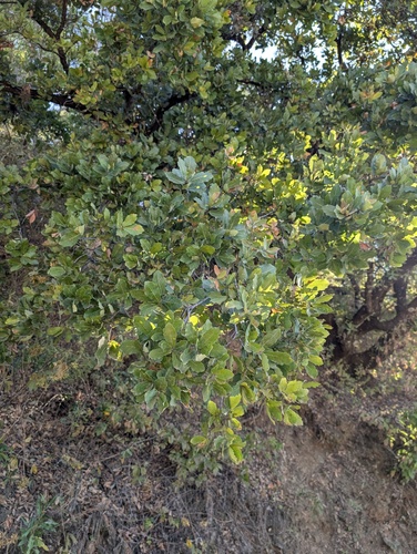 Quercus glaucoides, photograph 3