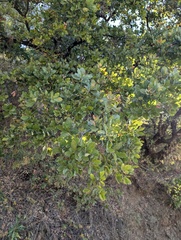 Quercus glaucoides, photograph (c) Trevor Van Loon, some rights reserved (CC BY)
