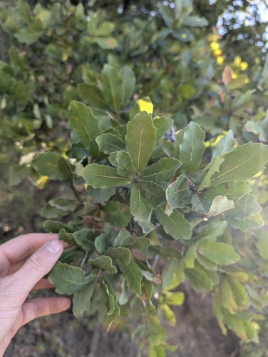 Quercus glaucoides, photograph 4