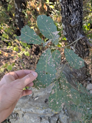 Lacey Oak (Quercus glaucoides)