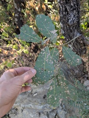 Quercus glaucoides