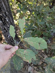 Quercus glaucoides, photograph (c) Trevor Van Loon, some rights reserved (CC BY)