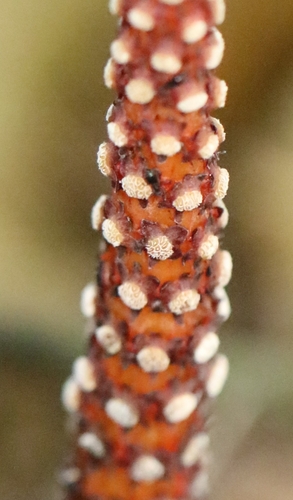Image of Balanophora laxiflora by no rights reserved