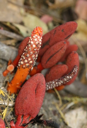 Image of Balanophora laxiflora by no rights reserved