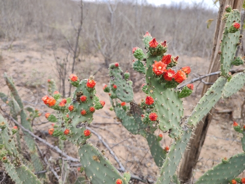 Image of Tacinga werneri by no rights reserved