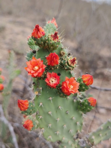 Image of Tacinga werneri by no rights reserved