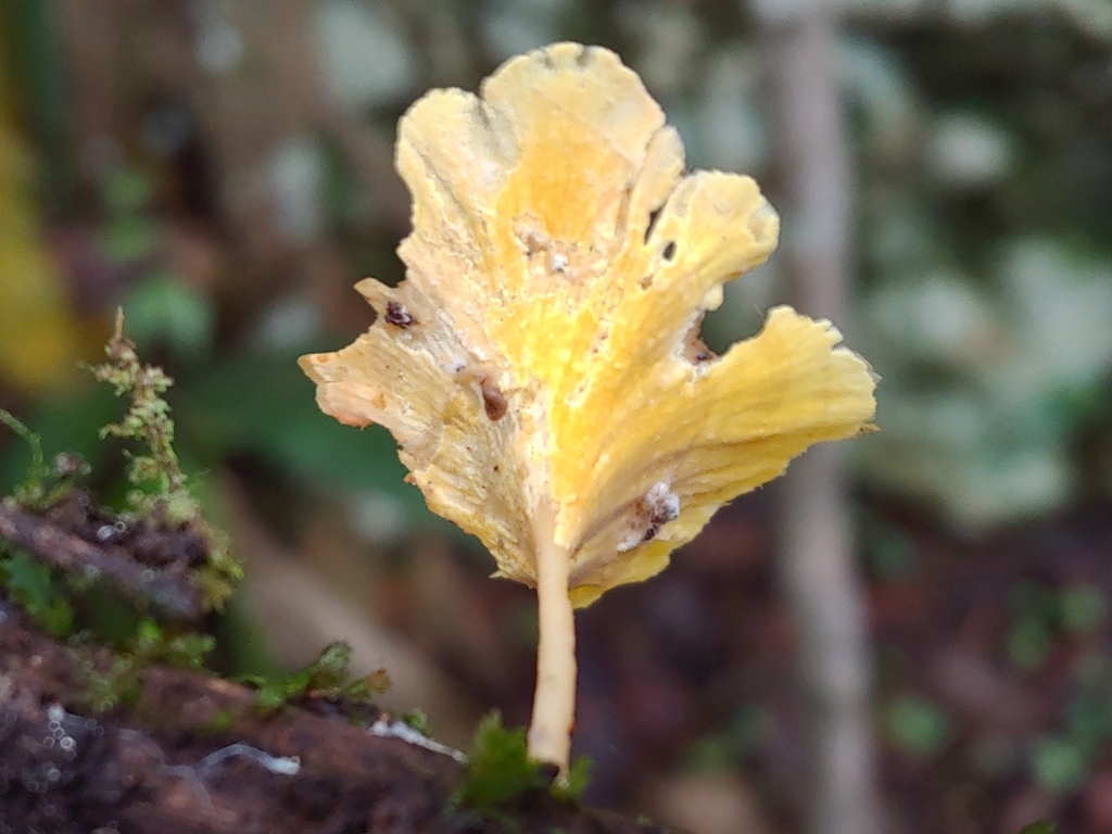 Neocotylidia sp. 'PR02'