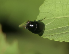 Apogonia cribricollis