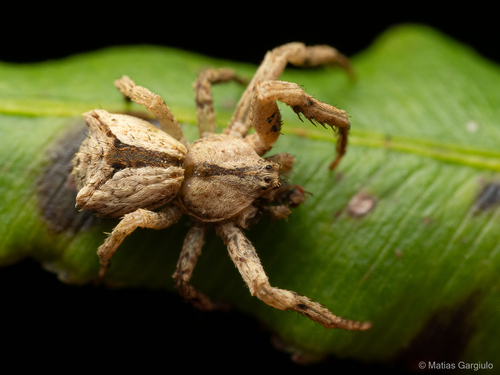 Stephanopis antennata