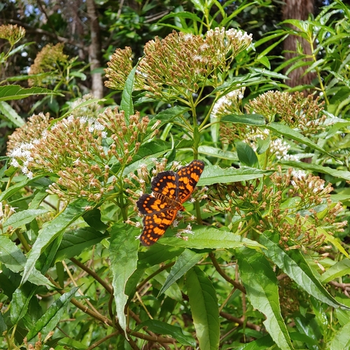 Puerto Rican Harlequin