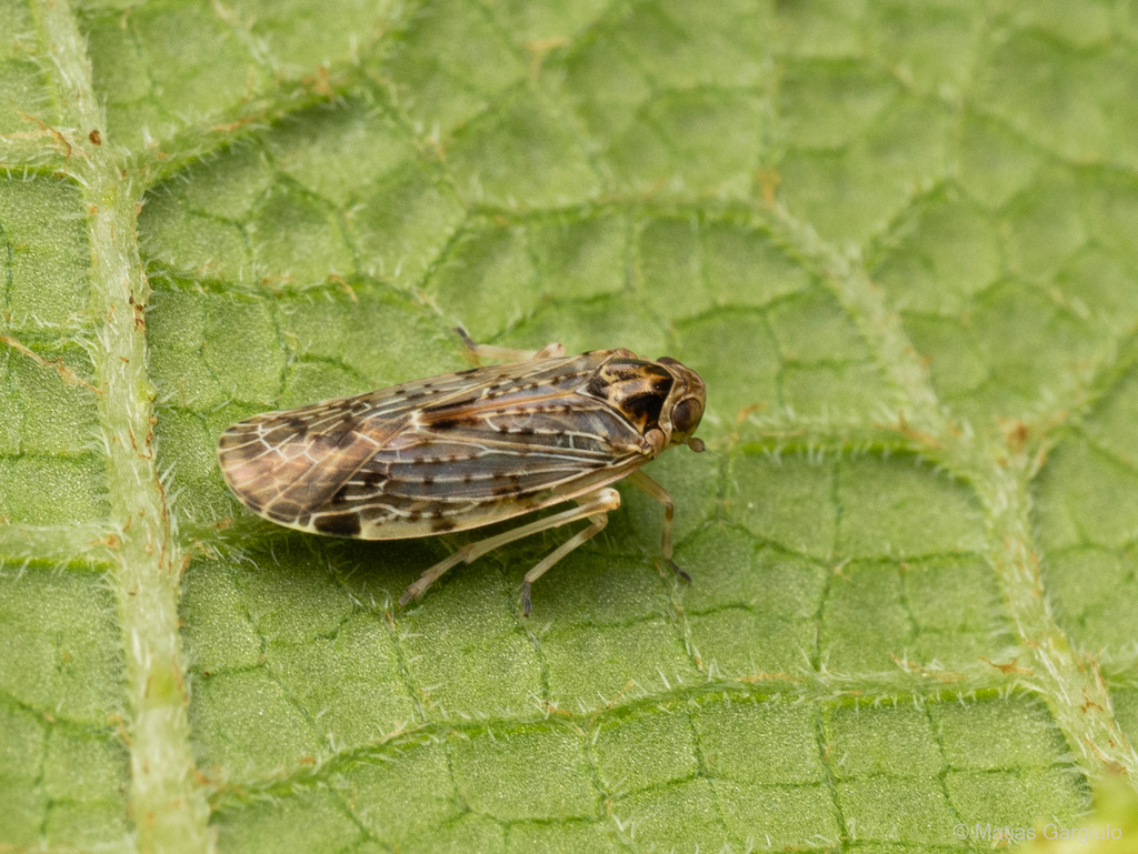 Catonia ornatipennis
