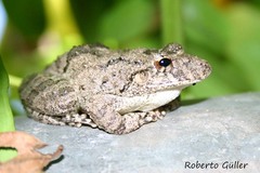 Scinax acuminatus