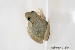 Scinax nasicus
