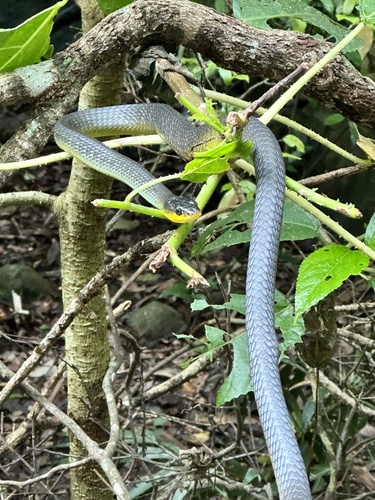 Common Tree Snake sighting