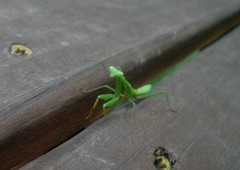 Stagmomantis carolina