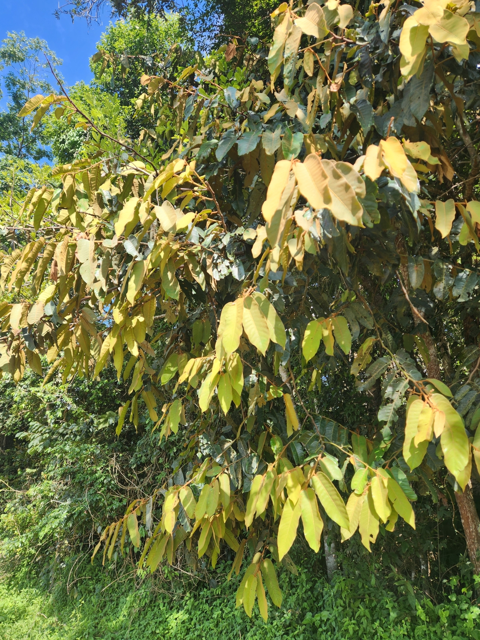 Virola sebifera