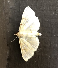 Polygrammodes flavidalis