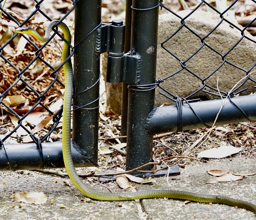 Common Tree Snake sighting