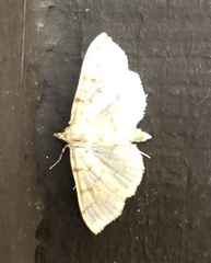 Polygrammodes flavidalis