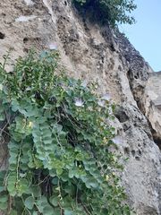 Capparis