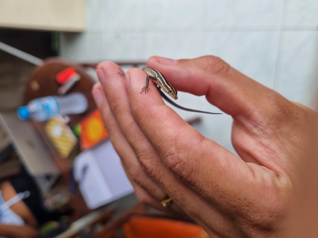 Cryptoblepharus renschi (Cryptoblepharus renschi)