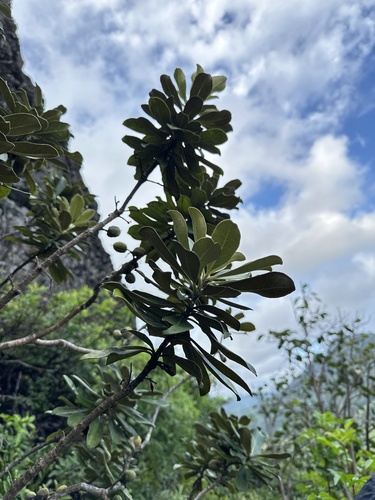 Pittosporum confertiflorum observed 2025-01-09