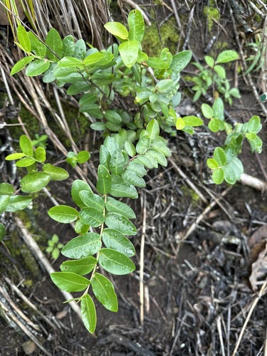 Phyllanthus distichus observed 2025-01-09