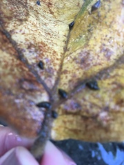 Potamopyrgus antipodarum