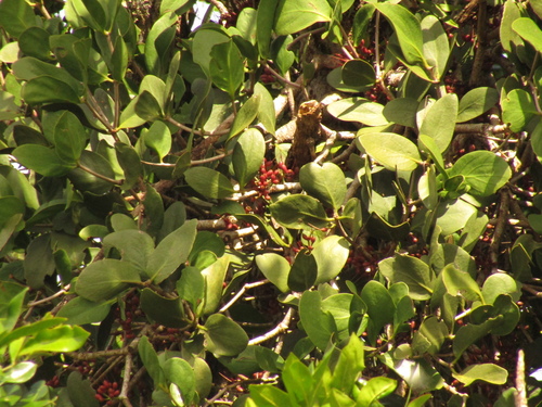 Amyema plicatula (Amyema plicatula)