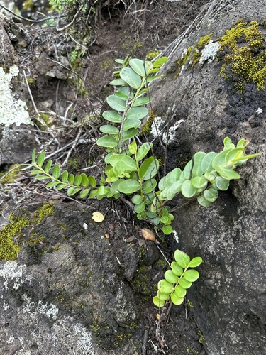 Phyllanthus distichus observed 2025-01-09