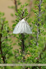 Neuromelia selectata