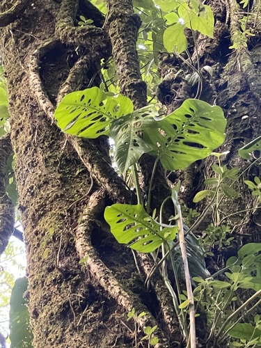 Monstera prateada