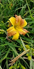 Hemerocallis