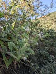 Lagascea helianthifolia, photograph (c) Trevor Van Loon, some rights reserved (CC BY)
