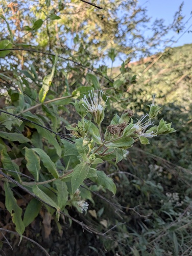 Lagascea helianthifolia, photograph 6