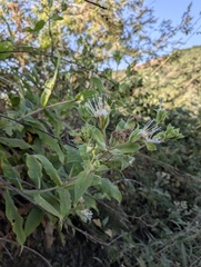 Lagascea helianthifolia, photograph (c) Trevor Van Loon, some rights reserved (CC BY)