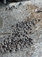 Calidris ptilocnemis