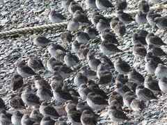 Calidris ptilocnemis