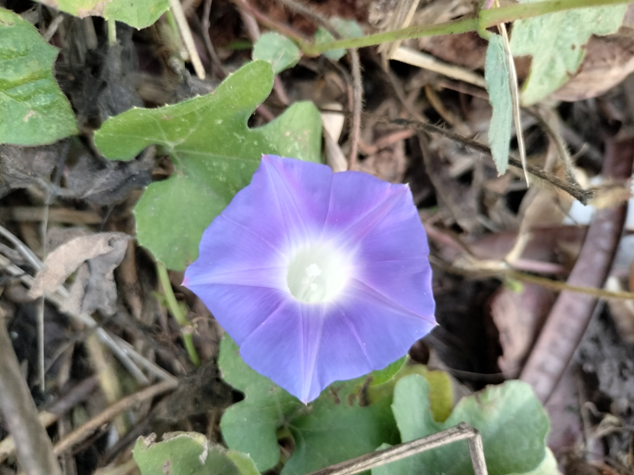 Imagem de Corda-de-viola